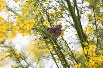 Bird in the yellow blooms of the Palo Verde