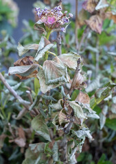 Dried flowers symbolizing transience and natural cycle, close-up of withered plants