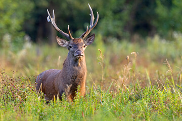 Samiec jelenia szlachetnego (Cervus elaphus) podczas rykowiska © Grzegorz