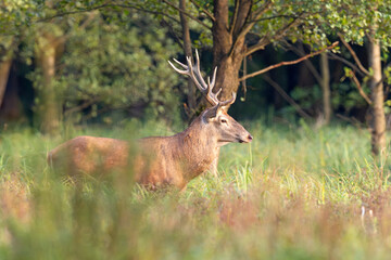 Samiec jelenia szlachetnego (Cervus elaphus) podczas rykowiska © Grzegorz