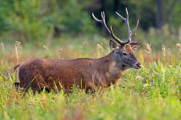 Samiec jelenia szlachetnego (Cervus elaphus) podczas rykowiska © Grzegorz