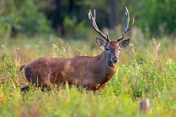 Samiec jelenia szlachetnego (Cervus elaphus) podczas rykowiska © Grzegorz