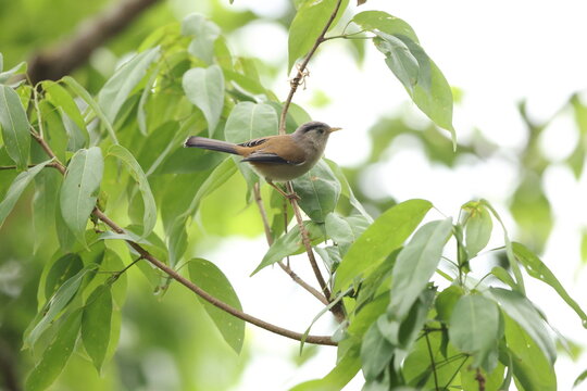 The blue-winged minla (Actinodura cyanouroptera aglae), also known as the blue-winged siva, is a species of bird in the family Leiothrichidae. This photo was taken in North India.
