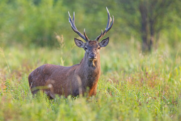 Samiec jelenia szlachetnego (Cervus elaphus) podczas rykowiska © Grzegorz