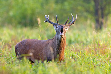 Samiec jelenia szlachetnego (Cervus elaphus) podczas rykowiska © Grzegorz