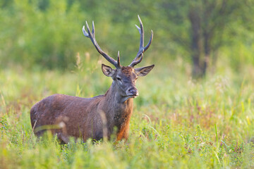 Samiec jelenia szlachetnego (Cervus elaphus) podczas rykowiska © Grzegorz