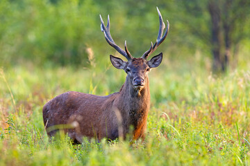 Samiec jelenia szlachetnego (Cervus elaphus) podczas rykowiska © Grzegorz