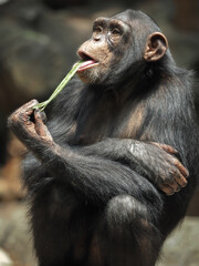 Chimpanzee relaxing and showing funny expression and behavior.