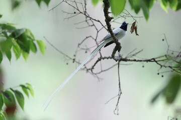 The Indian paradise flycatcher (Terpsiphone paradisi) is a medium-sized passerine bird native to Asia.