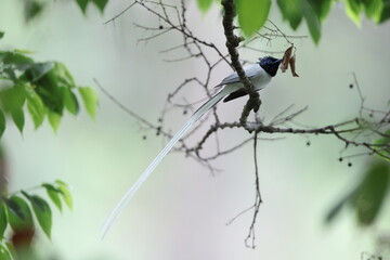 The Indian paradise flycatcher (Terpsiphone paradisi) is a medium-sized passerine bird native to Asia.