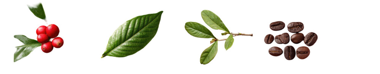 Obraz premium Coffee plant illustration showing coffee cherries, leaves, and beans