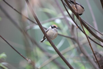 Black-throated bushtit (Aegithalos concinnus iredalei), also known as the black-throated tit, is a very small passerine bird in the family Aegithalidae. This photo was taken in Northwest India.