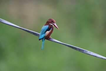 The white-throated kingfisher (Halcyon smyrnensis smyrnensis) also known as the white-breasted...