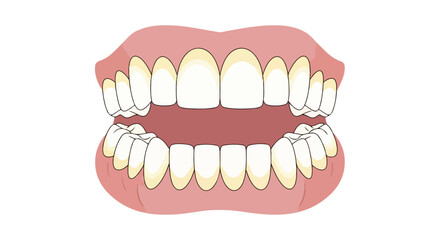 Illustration of a human mouth showing teeth alignment and gums, for educational or dental health content