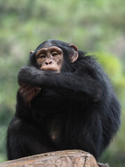 Chimpanzee relaxing and showing funny expression and behavior.