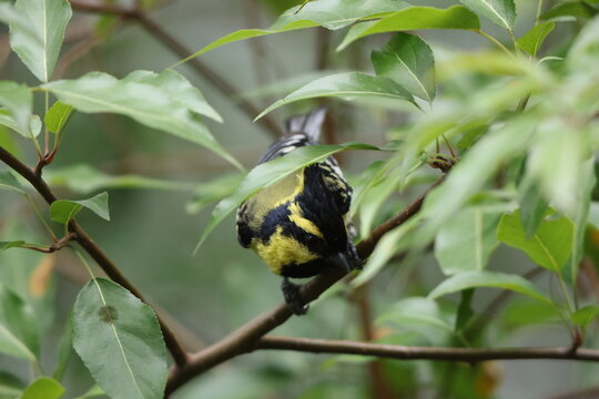 Himalayan black-lored tit (Machlolophus xanthogenys), also known as simply black-lored tit, is a passerine bird in the tit family Paridae.