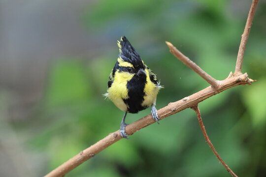 Himalayan black-lored tit (Machlolophus xanthogenys), also known as simply black-lored tit, is a passerine bird in the tit family Paridae.