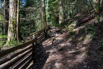 Fototapeta premium forest trail with trees in the background in the park. Sunny time in spring big forest park