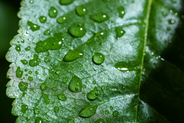 Green leaf with water drops, closeup view