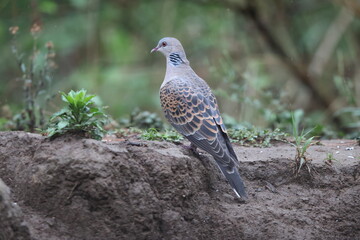 Oriental turtle dove or rufous turtle dove (Streptopelia orientalis meena) is a member of the bird family Columbidae. This photo was taken in North India.
