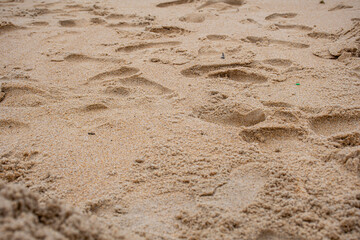 footprint in sand, Footprints on Golden Sand – African Beach