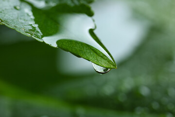 Green leaf with water drop, closeup