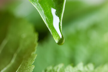 Green leaf with water drop, closeup