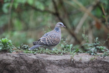 Oriental turtle dove or rufous turtle dove (Streptopelia orientalis meena) is a member of the bird family Columbidae. This photo was taken in North India.