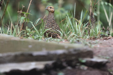 The black francolin (Francolinus francolinus asiae ) is a gamebird in the pheasant family Phasianidae of the order Galliformes. This photo was taken in North India.