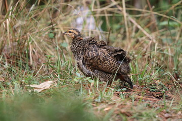 The black francolin (Francolinus francolinus asiae ) is a gamebird in the pheasant family Phasianidae of the order Galliformes. This photo was taken in North India.