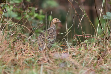 The black francolin (Francolinus francolinus asiae ) is a gamebird in the pheasant family Phasianidae of the order Galliformes. This photo was taken in North India.