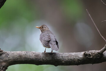 Tickell's Thrush (Turdus unicolor) in North India.