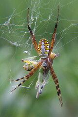 A spider in a web preys on a grasshopper
