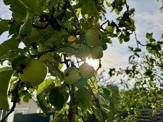 Fresh apples on green tree branches with bright sun rays shining through leaves