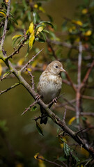 European Goldfinch (Carduelis carduelis) and Juveniles perched at Hauxley Nature Reserve, September 2025
