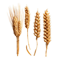 Close-up of four wheat ears.  Dried, light golden-brown stalks with seed heads.  Detailed texture visible. Isolated on black