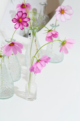 Cosmos bipinnatus (Garden Cosmos) Pink Flowers in Minimalist Studio Arrangement
