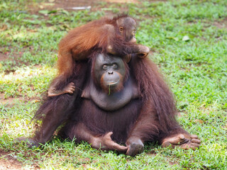 Baby and Mother Borneo Orang Utan playing and showing funny expression and affection