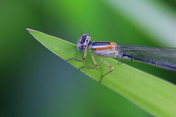 dragonfly on a green leaf  - Coenagrionidae 