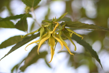 Flower Desmos chinensis fragrant and rich in benefits for the body