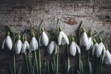 Delicate snowdrops with water droplets on a rustic wooden background