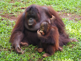 Baby and Mother Borneo Orang Utan playing and showing funny expression and affection