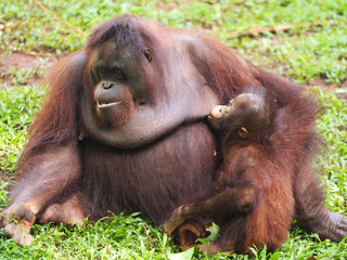 Baby and Mother Borneo Orang Utan playing and showing funny expression and affection