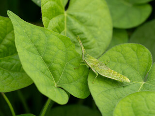 野原のオンブバッタ