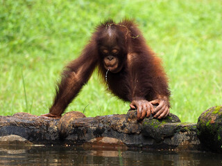 Baby Bornean Orang Utan playing and showing funny expression and behavior