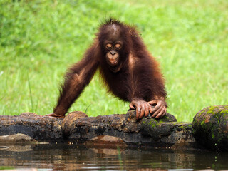 Baby Bornean Orang Utan playing and showing funny expression and behavior