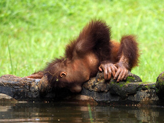 Baby Bornean Orang Utan playing and showing funny expression and behavior