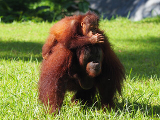 Baby and Mother Borneo Orang Utan playing and showing funny expression and affection