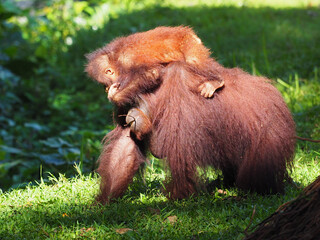 Baby and Mother Borneo Orang Utan playing and showing funny expression and affection