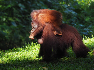 Baby and Mother Borneo Orang Utan playing and showing funny expression and affection